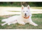 Adopt Jack a White Siberian Husky / Mixed dog in Alpharetta, GA (38120898)