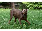 Adopt LAGAVULIN a Tan/Yellow/Fawn Doberman Pinscher / Mixed dog in Greensboro