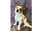 Adopt Oliver a Tan/Yellow/Fawn - with White Shih Tzu / Terrier (Unknown Type