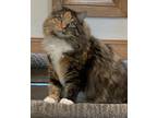 Adopt Misty a Calico or Dilute Calico Domestic Longhair / Mixed (long coat) cat
