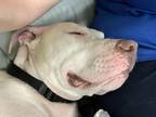Adopt Zeus a White American Pit Bull Terrier / Mixed dog in Homer, NY (38119730)