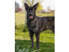 Adopt Benny a Brindle Dutch Shepherd / Mixed dog in Everett, ON (38119457)