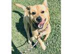 Adopt Frankie a Tan/Yellow/Fawn Corgi / Mixed dog in Everett, ON (38119719)