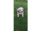 Adopt SPIDER GWEN a Great Pyrenees