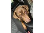 Adopt Sadie URGENT a Chocolate Labrador Retriever, Doberman Pinscher