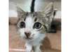Adopt Nelly a Domestic Short H