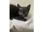 Scrat, Domestic Shorthair For Adoption In Quincy, Florida