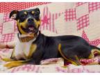 Adopt Cayenne a American Staffordshire Terrier