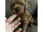 Cavapoo Puppy for sale in Ridgecrest, CA, USA