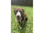 Adopt Tigris (Mama Cookie's Litter) - TX a Pit Bull Terrier