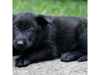 German Shepherd Dog Puppy for sale in Cumming, GA, USA