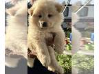 Chow Chow PUPPY FOR SALE ADN-607412 - AKC Registered