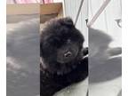 Chow Chow PUPPY FOR SALE ADN-607413 - Female AKC Registered