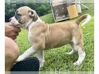American Bulldog PUPPY FOR SALE ADN-607292 - American Bulldog Puppies