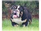 Bulldog PUPPY FOR SALE ADN-607405 - Female Adult English Bulldog