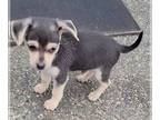 Chihuahua PUPPY FOR SALE ADN-607211 - Handsome male Chihuahua