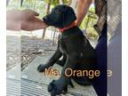Shepradors DOG FOR ADOPTION ADN-607392 - Black Lab Mix Puppies