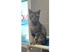 Adopt Toby a Tabby