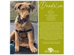Adopt Dandelion a Mastiff