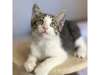 Adopt Tommy a Domestic Short H