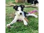 Border Collie Puppy for sale in Rockville, MD, USA