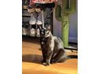 Adopt Winston a All Black American Shorthair / Mixed (short coat) cat in