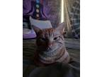 Adopt Sunny a Orange or Red American Shorthair / Mixed (short coat) cat in