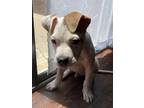 Adopt Milo a White - with Tan, Yellow or Fawn American Staffordshire Terrier /