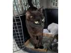 Adopt Poe - Adoptable a Domestic Shorthair / Mixed (short coat) cat in