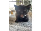 Adopt Nimbus a All Black Domestic Shorthair / Domestic Shorthair / Mixed cat in