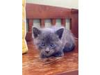 Adopt Alto a Gray or Blue Domestic Shorthair / Domestic Shorthair / Mixed cat in