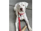 Adopt Maggie a White Labrador Retriever / Boxer / Mixed dog in Sharon Center