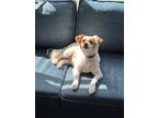 Adopt Gregory Hite a White - with Brown or Chocolate Spaniel (Unknown Type) dog