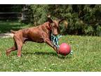 Adopt ARDBEG a Red/Golden/Orange/Chestnut Doberman Pinscher / Mixed dog in