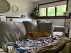 Adopt Maple a Labrador Retriever / Mixed dog in Park Falls, WI (38130932)