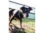 Adopt Peanut Parfait a Dachshund dog in Howey in the Hills, FL (38128515)