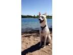 Adopt Koda a White - with Gray or Silver Husky / German Shepherd Dog / Mixed dog