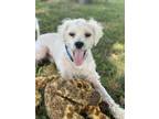 Adopt Luca a Poodle (Standard) / Bedlington Terrier dog in sealy, TX (38127782)