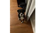 Adopt Harvey a Black - with White Border Collie / Labrador Retriever / Mixed dog