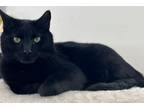 Adopt Vance (BONDED PAIR) a All Black Domestic Shorthair / Mixed cat in Bolton