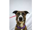 Adopt Nellie a Brindle Shepherd (Unknown Type) / Mixed dog in Quincy