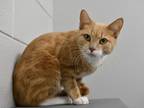 Adopt Strawberry a Tan or Fawn Domestic Shorthair / Domestic Shorthair / Mixed