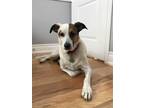 Adopt Archie a White - with Brown or Chocolate Blue Heeler / Mixed dog in