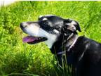 Adopt Sparkles a Dachshund / Beagle / Mixed dog in Saint Albans, VT (38128610)