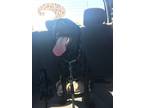 Adopt Ruger A Black Labrador Retriever / Mixed Dog In Anchorage, AK (38126620)