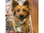 Adopt Merida a Australian Shepherd / Mixed dog in Houston, TX (38128149)
