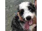 Adopt Walle a Black Poodle (Standard) / Australian Shepherd / Mixed dog in