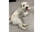 Adopt Marshmallow a White Bichon Frise / Havanese / Mixed dog in Las Vegas