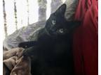 Adopt Shauna a All Black Bombay / Mixed (short coat) cat in Henderson