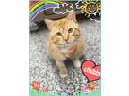 Adopt Chubbs a Orange or Red Tabby Domestic Shorthair (medium coat) cat in